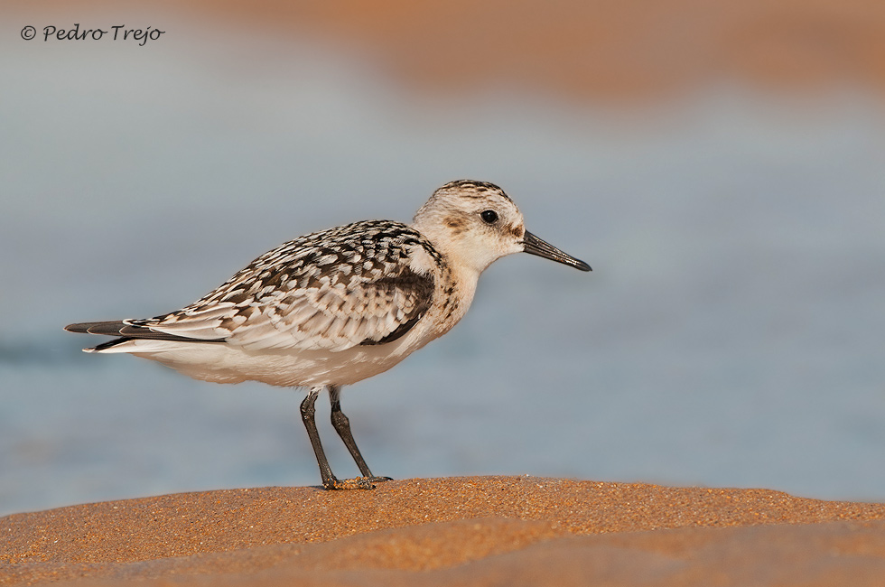 Correlimos tridáctilo (Calidris alba)